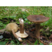 Мицелий Млечника темно-бурого / Млечник буроватый (Lactarius fuliginosus)